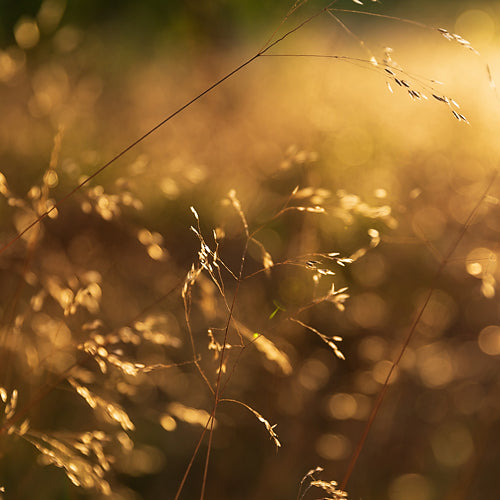 Sunset Field
