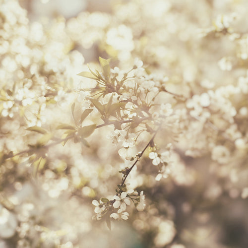 Cherry Blossom