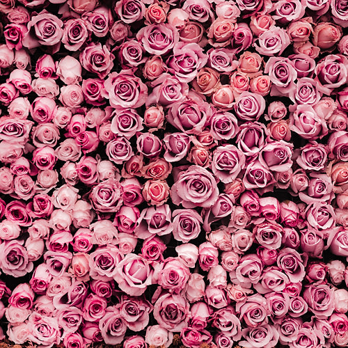 Pink Rose Wall