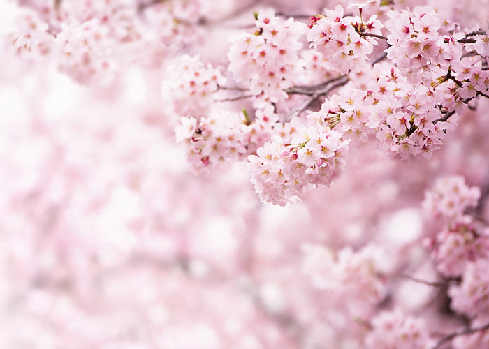 Blush Cherry Blossom