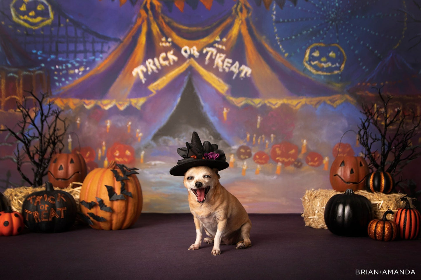 Happy Halloween - Fabric Special Pricing