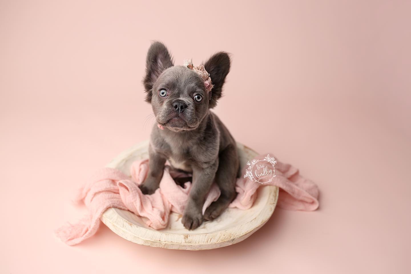 Solid Soft Pink