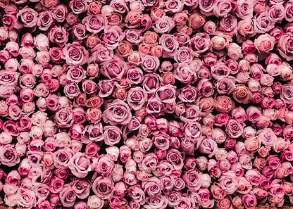 Pink Rose Wall