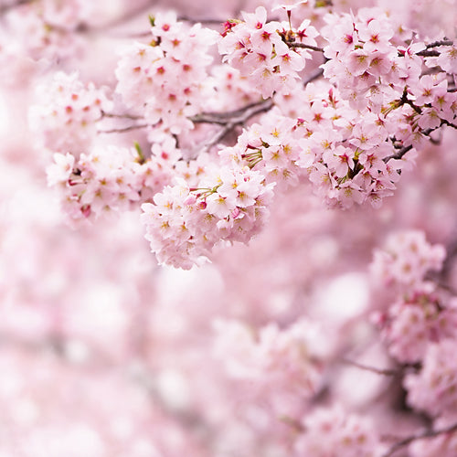 Blush Cherry Blossom